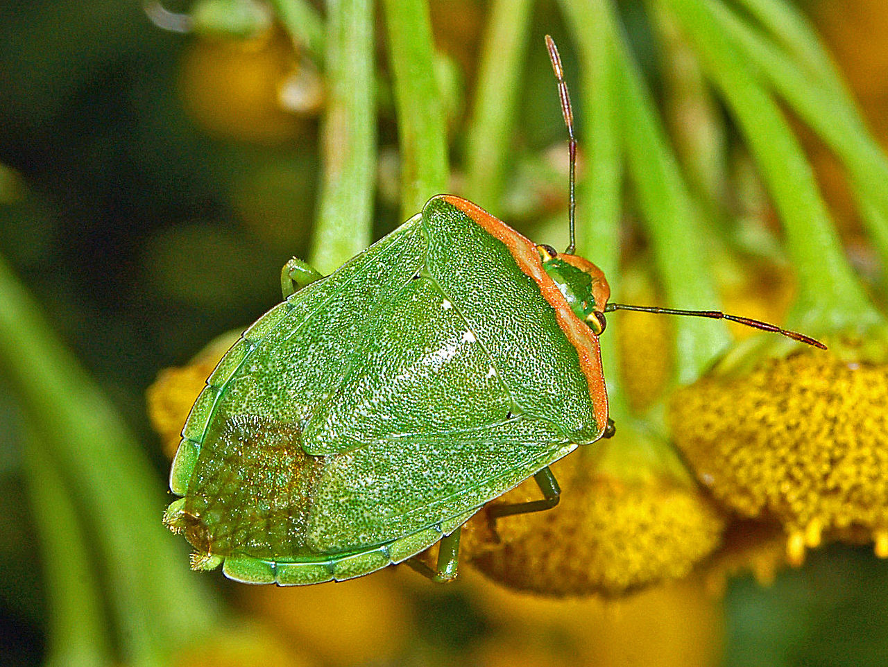 Specii de gândaci puturoși din familia Pentatomidae