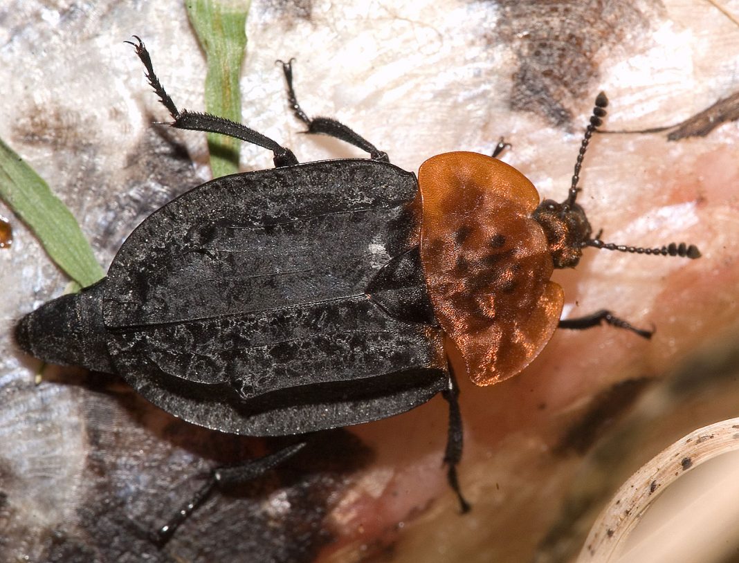 Specii de gândaci-gropar din familia Silphidae Specii de gândaci-gropar din familia Silphidae