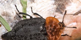 Specii de gândaci-gropar din familia Silphidae și rolul lor în ecosistem Specii de gândaci-gropar din familia Silphidae