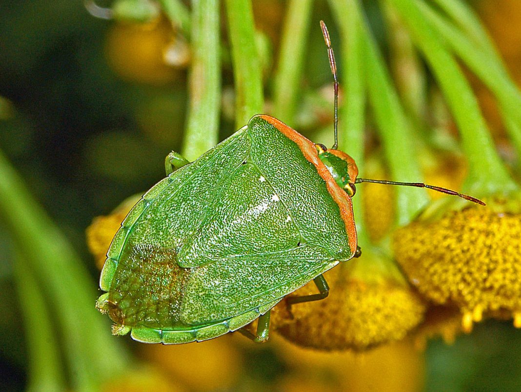 Specii de gândaci puturoși din familia Pentatomidae Specii de gândaci puturoși din familia Pentatomidae