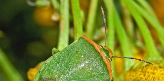Specii de gândaci puturoși din familia Pentatomidae și impactul lor asupra culturilor Specii de gândaci puturoși din familia Pentatomidae