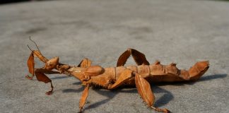 Specii de insecte-bețișor din familia Phasmatiidae și adaptările lor uimitoare Specii de insecte-bețișor din familia Phasmatiidae