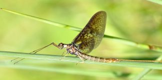 Specii de musculițe comune din familia Ephemeridae și habitatul lor Specii de musculițe comune din familia Ephemeridae