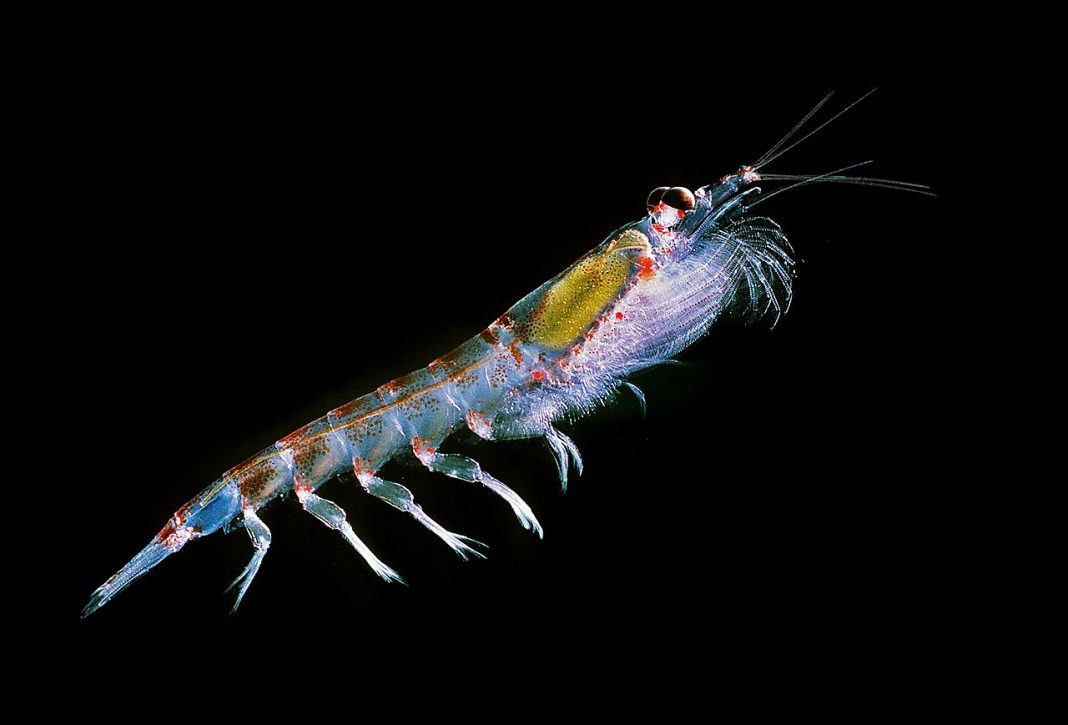 Specii de nevertebrate krill din familia Euphausiidae Specii de nevertebrate krill din familia Euphausiidae