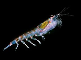 Specii de nevertebrate krill din familia Euphausiidae