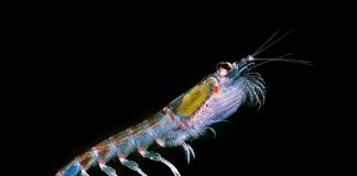 Specii de nevertebrate krill din familia Euphausiidae și rolul lor ecologic Specii de nevertebrate krill din familia Euphausiidae