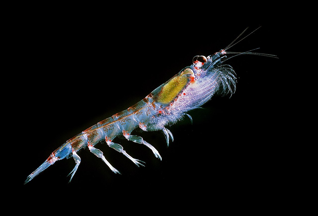 Specii de nevertebrate krill din familia Euphausiidae