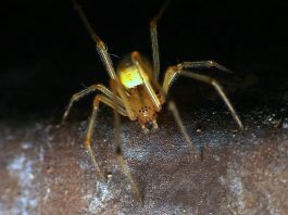 Specii de păianjeni pitici din familia Linyphiidae