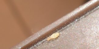 Specii de păduchi de scoarță din ordinul Psocoptera și importanța lor ecologică Specii de păduchi de scoarță din ordinul Psocoptera