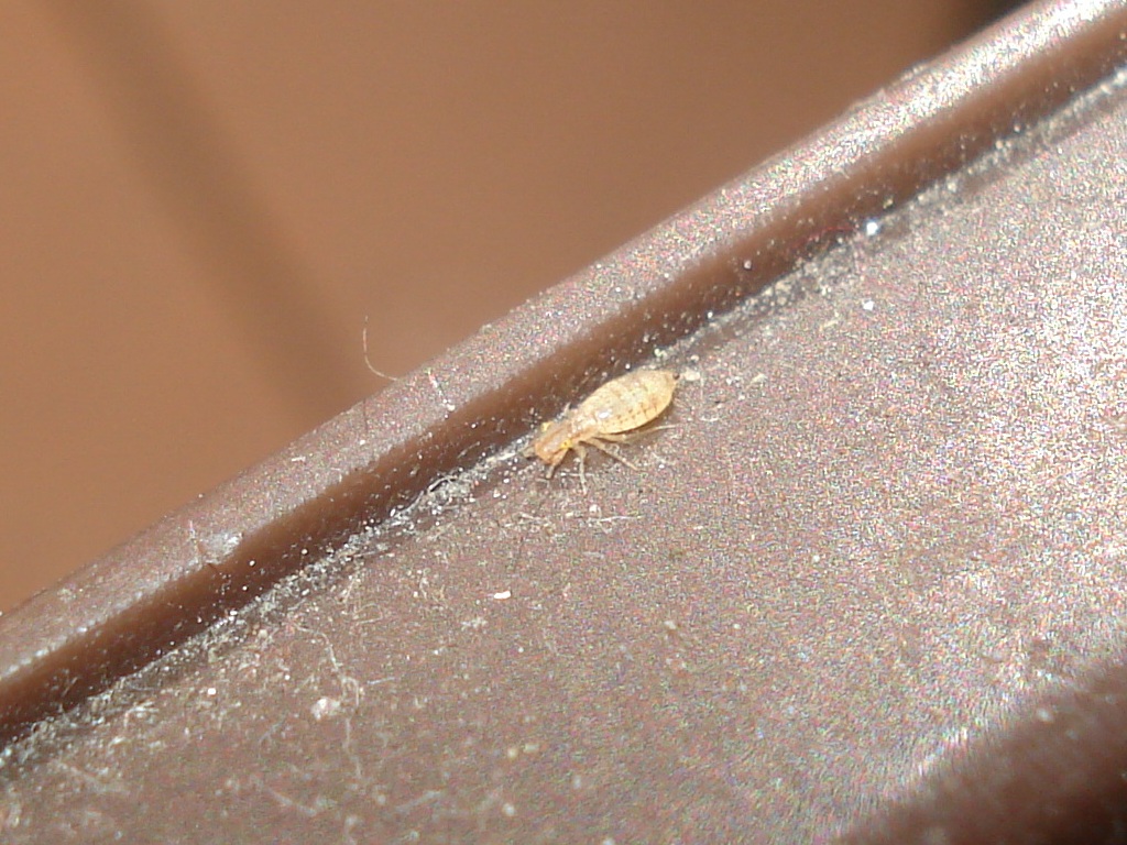 Specii de păduchi de scoarță din ordinul Psocoptera Specii de păduchi de scoarță din ordinul Psocoptera