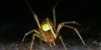 Specii de păianjeni pitici din familia Linyphiidae și adaptările lor uimitoare Specii de păianjeni pitici din familia Linyphiidae