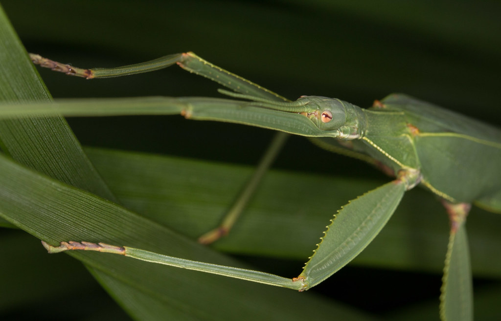 Tropidoderus childrenii