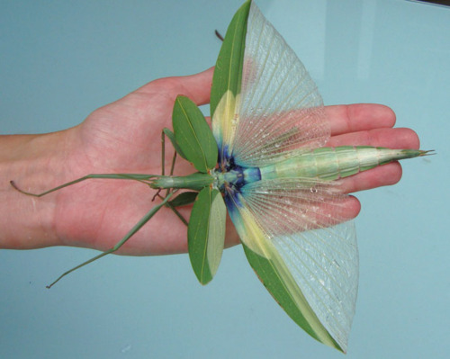 Tropidoderus childrenii, Foto: quazoo.com