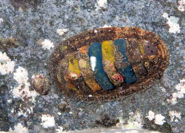 Acanthopleura vaillianti, Foto: aqualifeimages.com