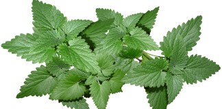 Care este originea expresiei a freca menta