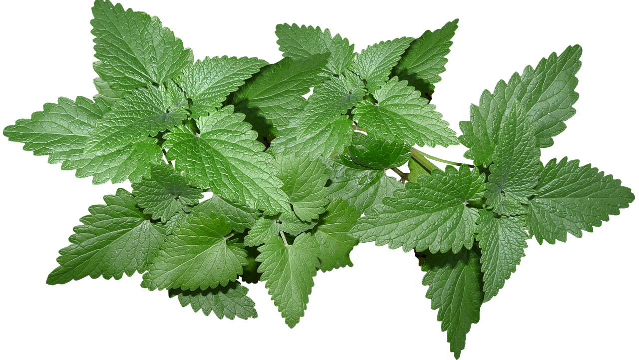 Care este originea expresiei a freca menta Care este originea expresiei a freca menta