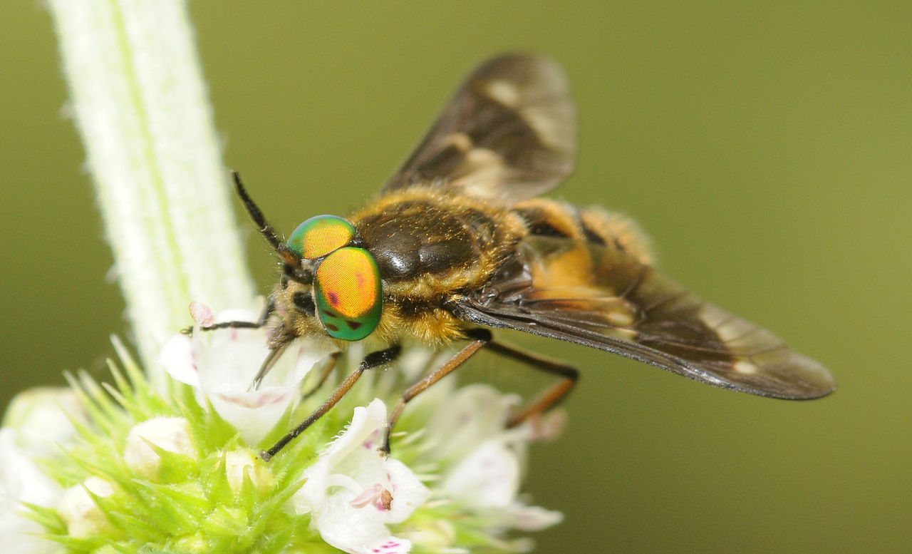 Chrysops relictus