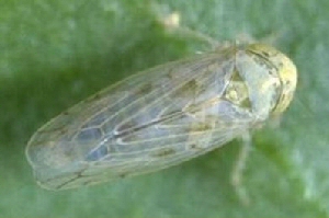 Circulifer tenellus, Foto: entoweb.okstate.edu
