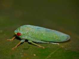 Cosași ai frunzelor, nevertebrate din familia Cicadellidae