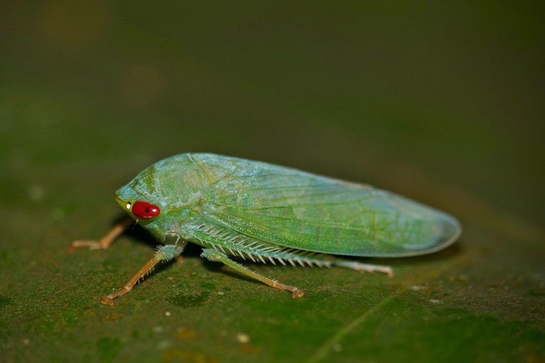 Cosași ai frunzelor, nevertebrate din familia Cicadellidae Cosași ai frunzelor, nevertebrate din familia Cicadellidae