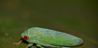 Cosașii frunzelor din familia Cicadellidae și impactul lor asupra culturilor Cosași ai frunzelor, nevertebrate din familia Cicadellidae