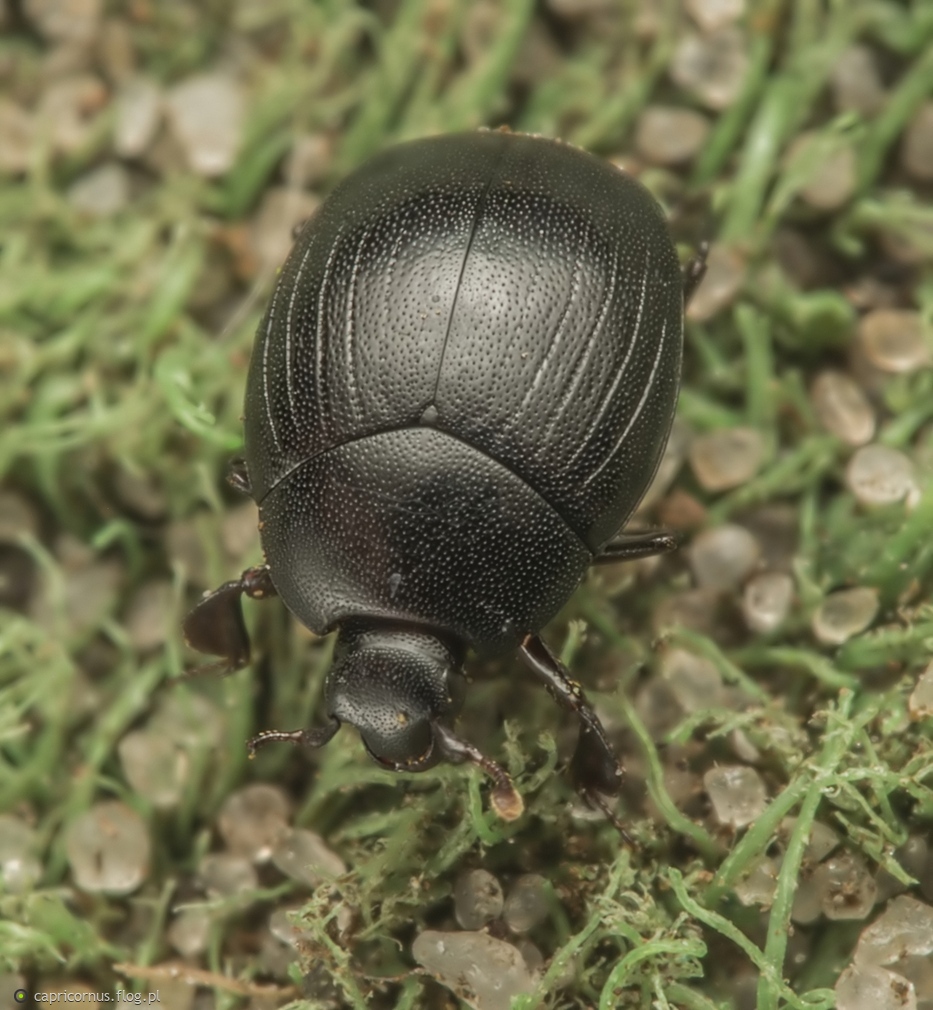 Dendrophilus punctatus