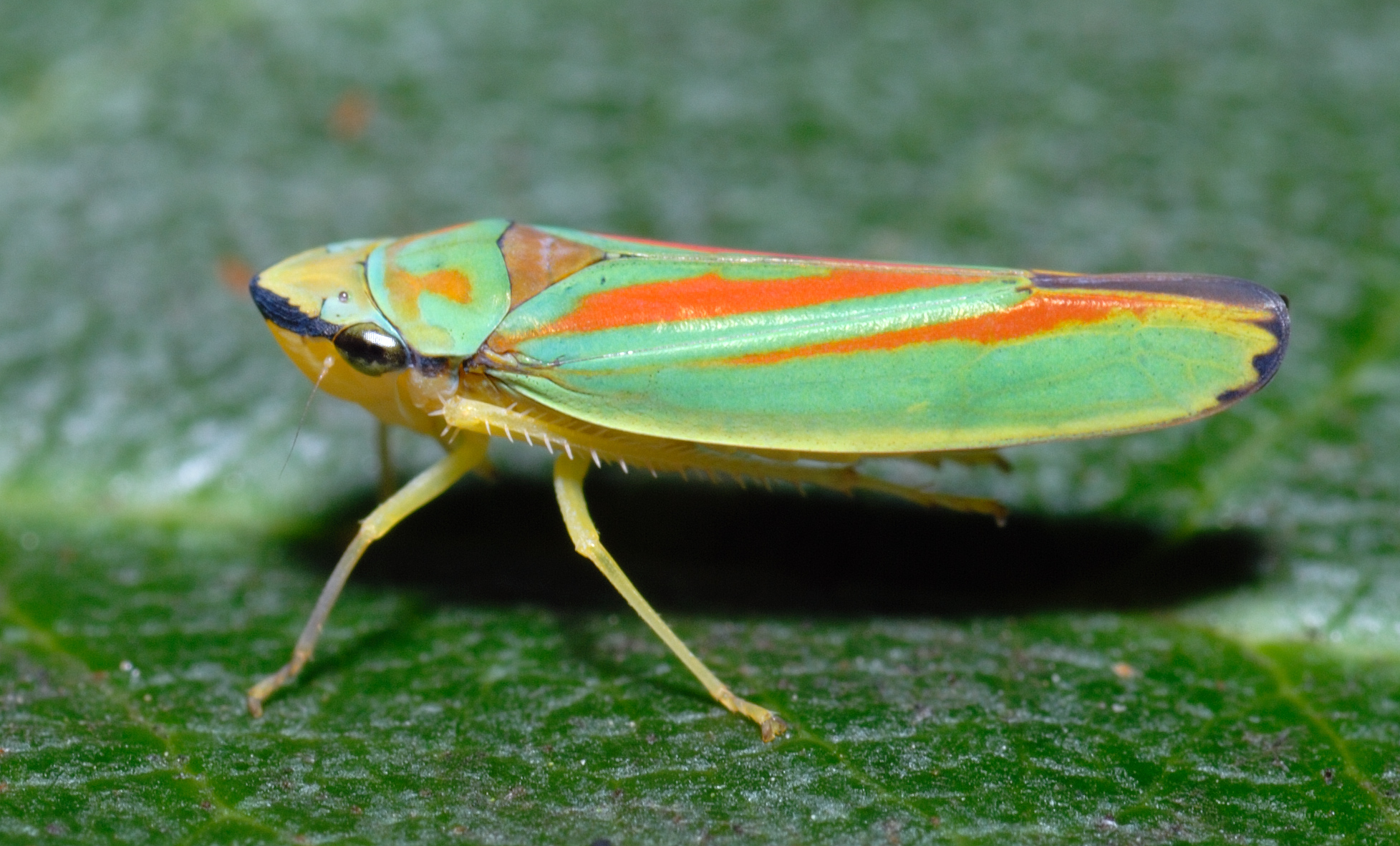 Graphocephala fennahi