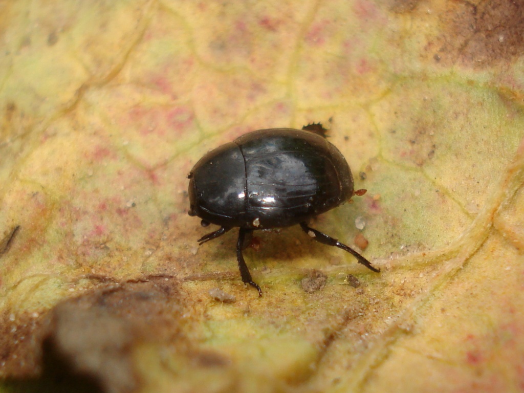 Margarinotus striola