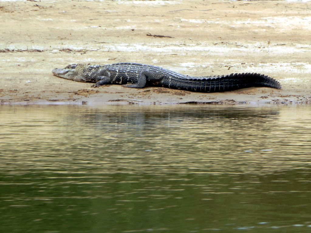 Melanosuchus niger