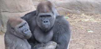 Organizarea socială a gorilelor și rolul liderului alfa în familie Organizarea socială a gorilelor