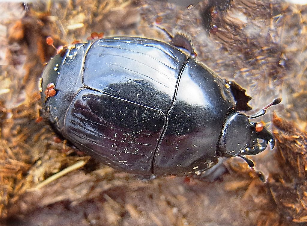 Pachylister inaequalis