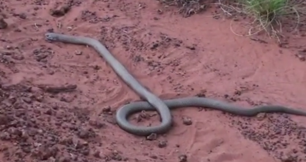 Pseudechis australis