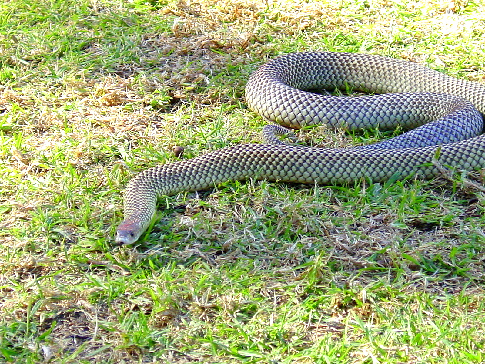 Pseudechis australis