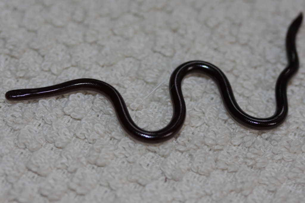 Ramphotyphlops braminus