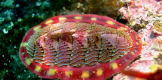 Specii de chitoni din clasa Polyplacophora și caracteristicile lor unice Specii de chitoni sau moluște cu cochilie din clasa Polyplacophora