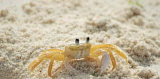 Specii de crabi-fantomă și crabi-scripcar din familia Ocypodidae și habitatul lor fascinant Specii de crabi-fantomă și crabi-scripcar din familia Ocypodidae