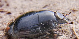 Specii de cărăbuși șuierători din familia Histeridae și rolul lor în natură Specii de cărăbuși șuierători din familia Histeridae