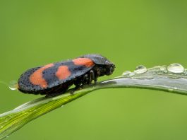 Specii de gândaci-broască din familia Cercopidae