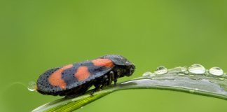 Specii de gândaci-broască din familia Cercopidae și adaptările lor unice Specii de gândaci-broască din familia Cercopidae