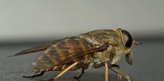 Specii de tăuni din familia Tabanidae și impactul lor asupra ecosistemului Specii de tăuni din familia Tabanidae