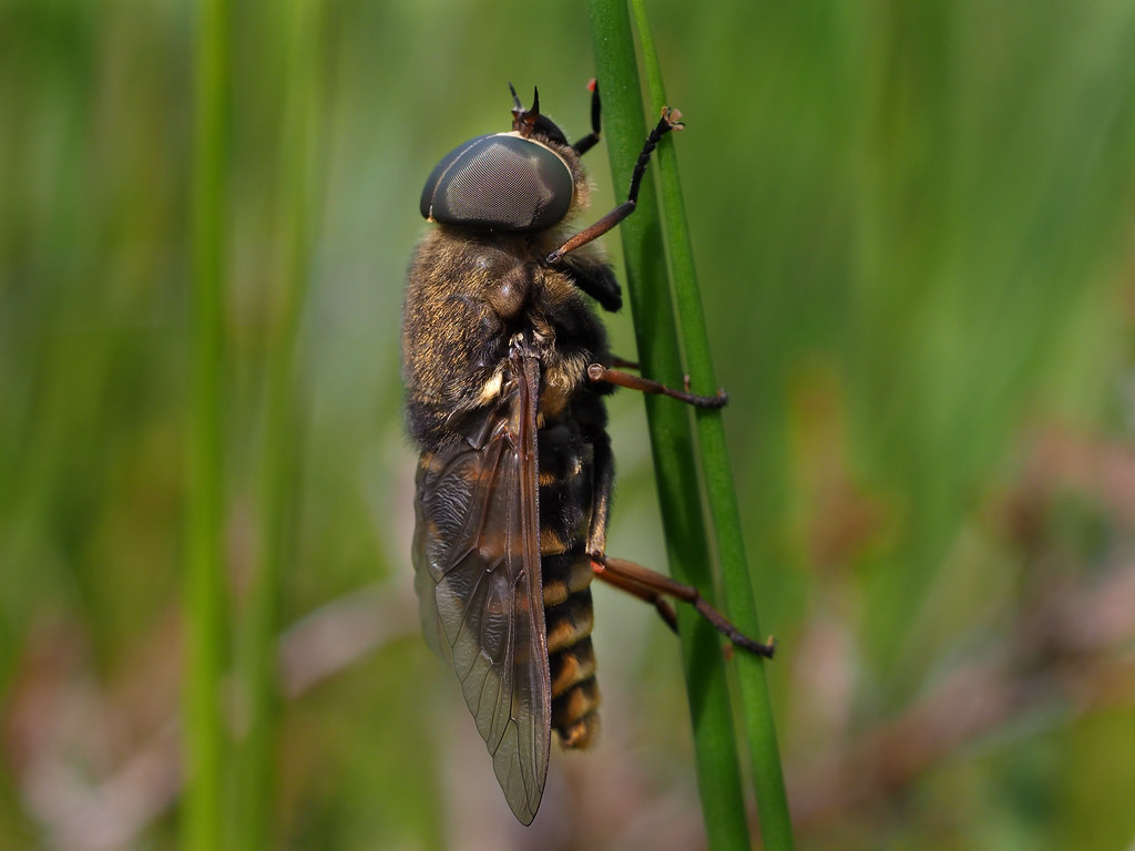 Tabanus sudeticus