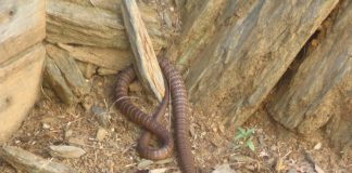 Top 10 cei mai veninoși șerpi australieni și pericolele lor Top 10 cei mai periculoși șerpi din Australia