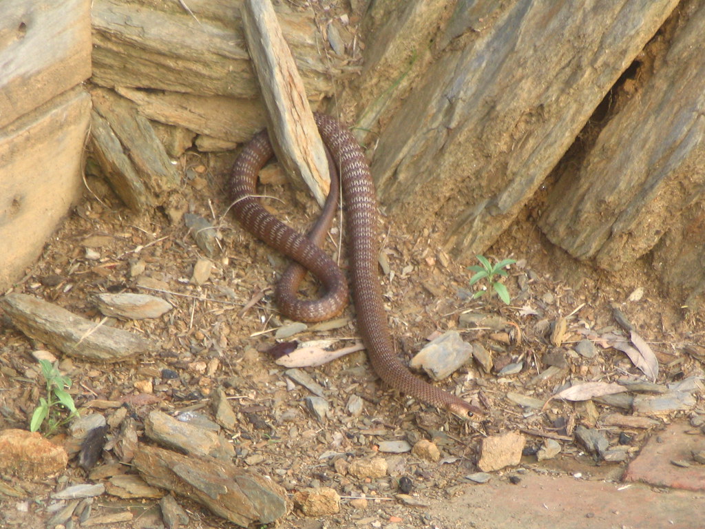 Top 10 cei mai periculoși șerpi din Australia Top 10 cei mai periculoși șerpi din Australia