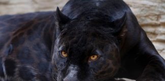 Top 10 animale adorabile, dar extrem de periculoase