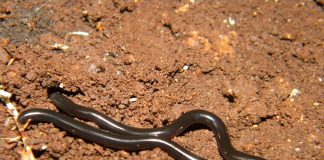 Cele mai interesante specii de șerpi-filament sau șerpi orbi din lume Vezi care sunt cele mai interesante specii de șerpi-filament sau șerpi orbi din lume