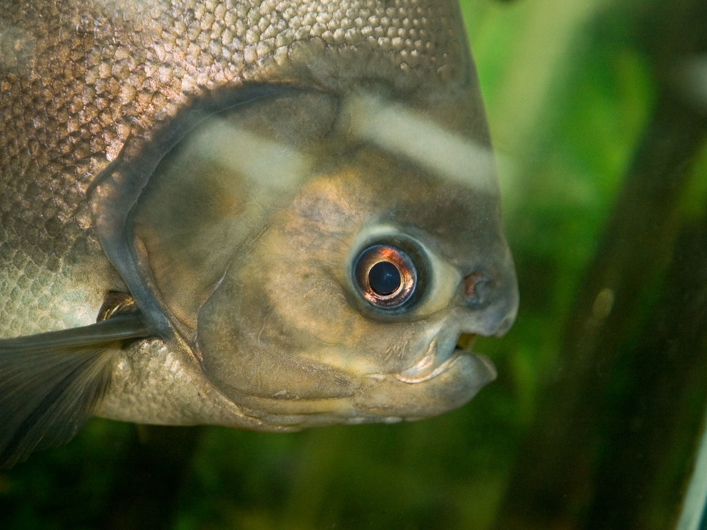 pestele pacu