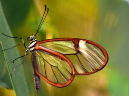 12 animale sălbatice transparente și impresionante din lume