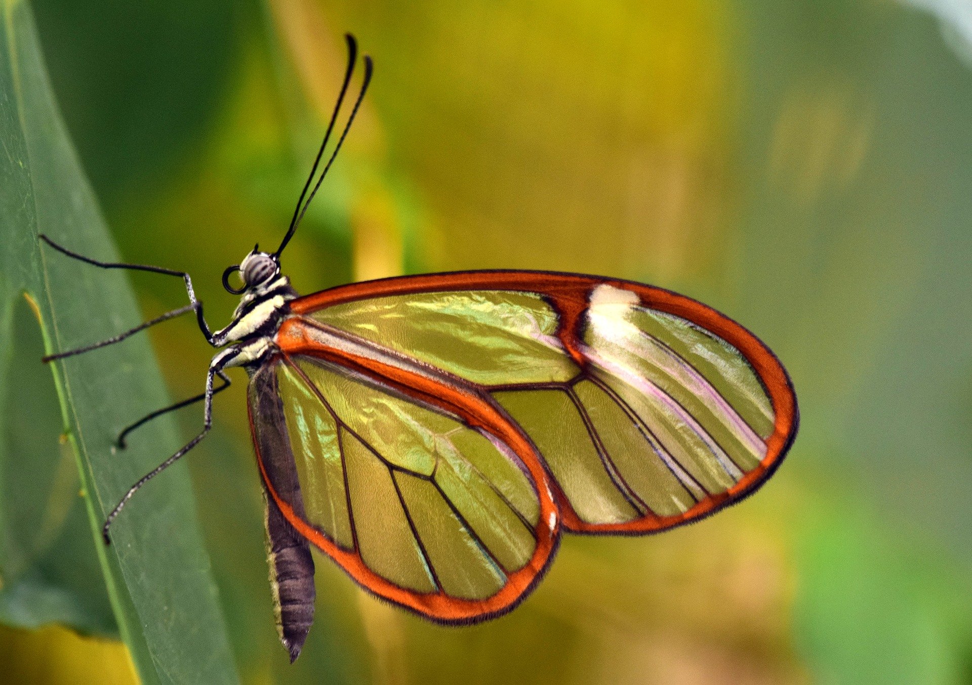 12 animale sălbatice transparente și impresionante din lume