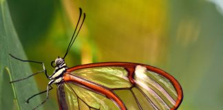 Descoperă 12 dintre cele mai impresionante animale transparente 12 animale sălbatice transparente și impresionante din lume