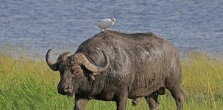 Ce specii de bivoli trăiesc în lume și unde îi poți întâlni Află ce specii de bivoli trăiesc în lume